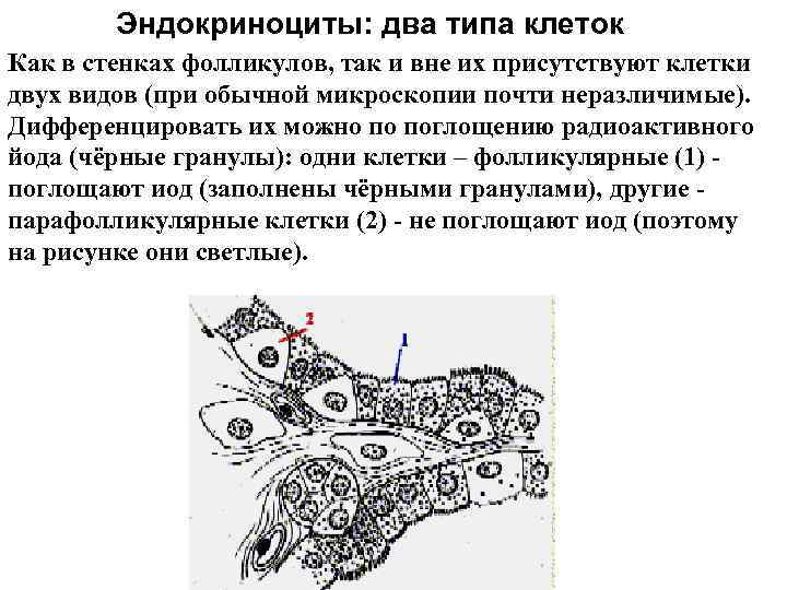 Эндокриноциты: два типа клеток Как в стенках фолликулов, так и вне их присутствуют клетки