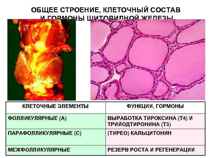 ОБЩЕЕ СТРОЕНИЕ, КЛЕТОЧНЫЙ СОСТАВ И ГОРМОНЫ ЩИТОВИДНОЙ ЖЕЛЕЗЫ КЛЕТОЧНЫЕ ЭЛЕМЕНТЫ ФУНКЦИИ, ГОРМОНЫ ФОЛЛИКУЛЯРНЫЕ (А)