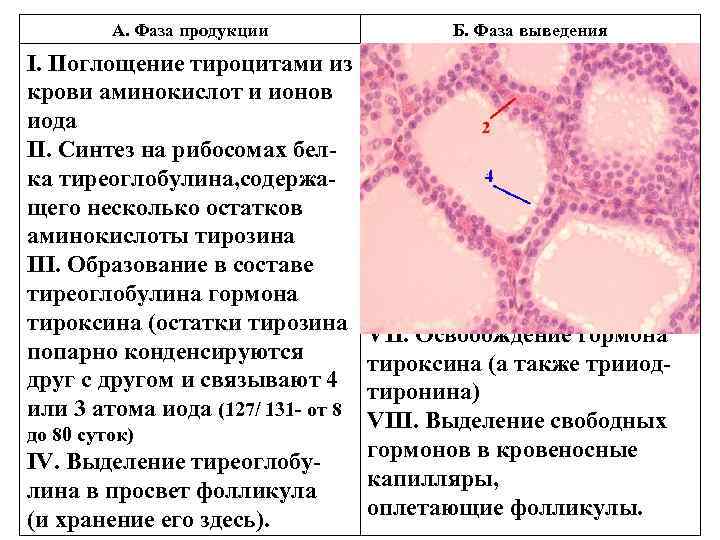 Секреторный цикл фолликулярного тироцита схема по гистологии