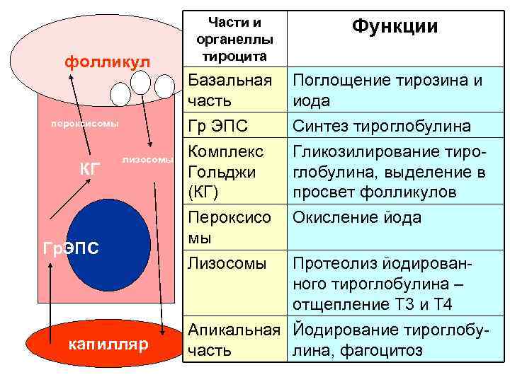 фолликул пероксисомы КГ лизосомы Гр. ЭПС капилляр Части и органеллы тироцита Функции Базальная часть