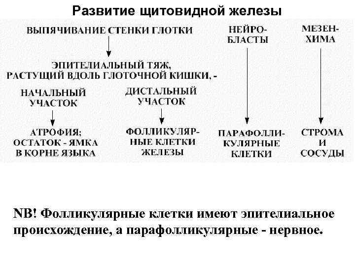 Развитие щитовидной железы NB! Фолликулярные клетки имеют эпителиальное происхождение, а парафолликулярные - нервное. 