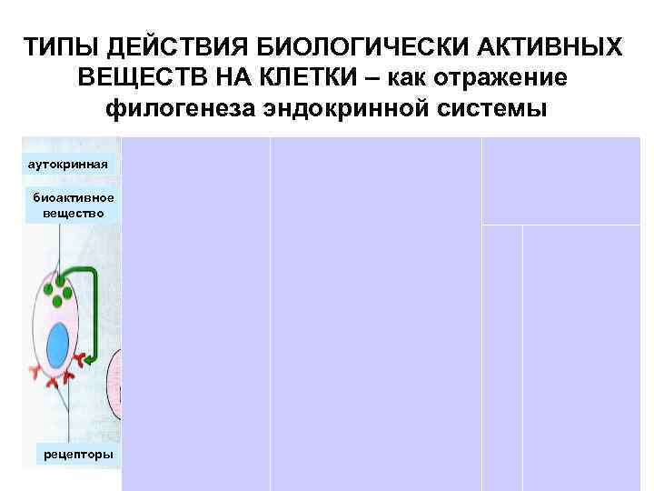 ТИПЫ ДЕЙСТВИЯ БИОЛОГИЧЕСКИ АКТИВНЫХ ВЕЩЕСТВ НА КЛЕТКИ – как отражение филогенеза эндокринной системы аутокринная