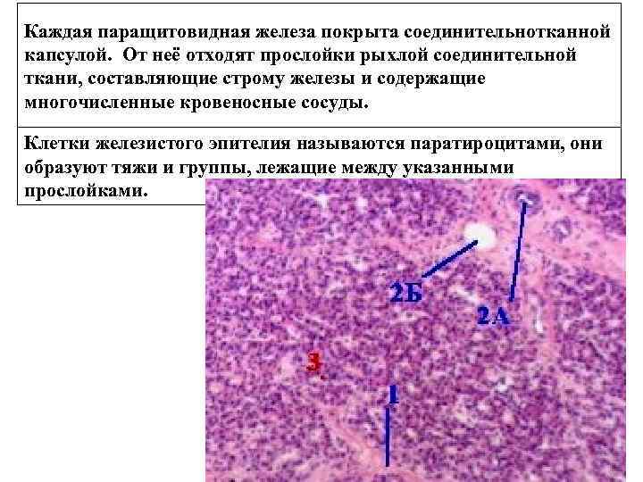 Каждая паращитовидная железа покрыта соединительнотканной капсулой. От неё отходят прослойки рыхлой соединительной ткани, составляющие
