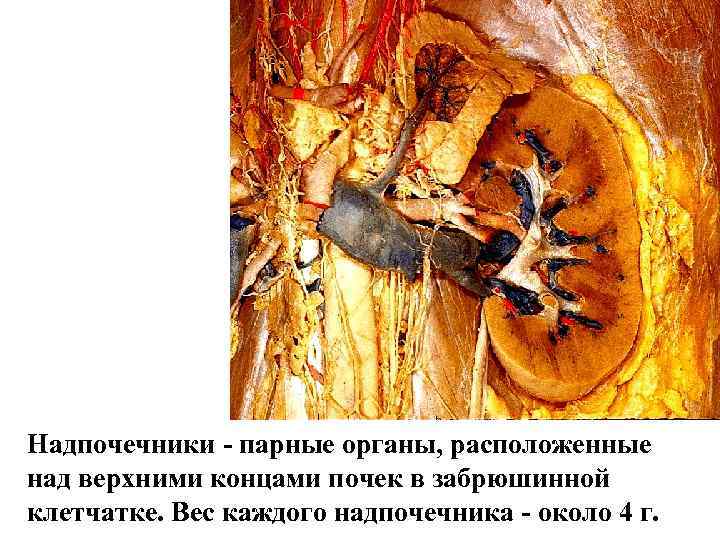 Надпочечник гистология рисунок