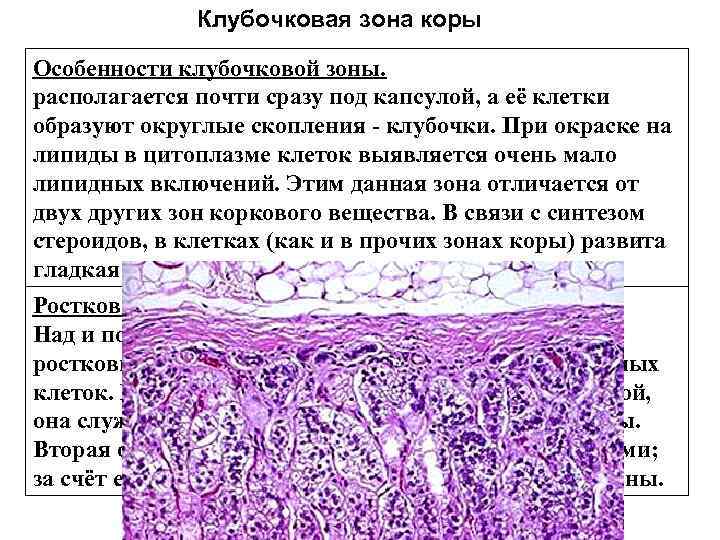 Остальные железы