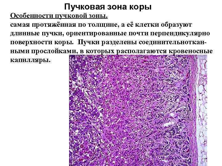 Рисунки по гистологии