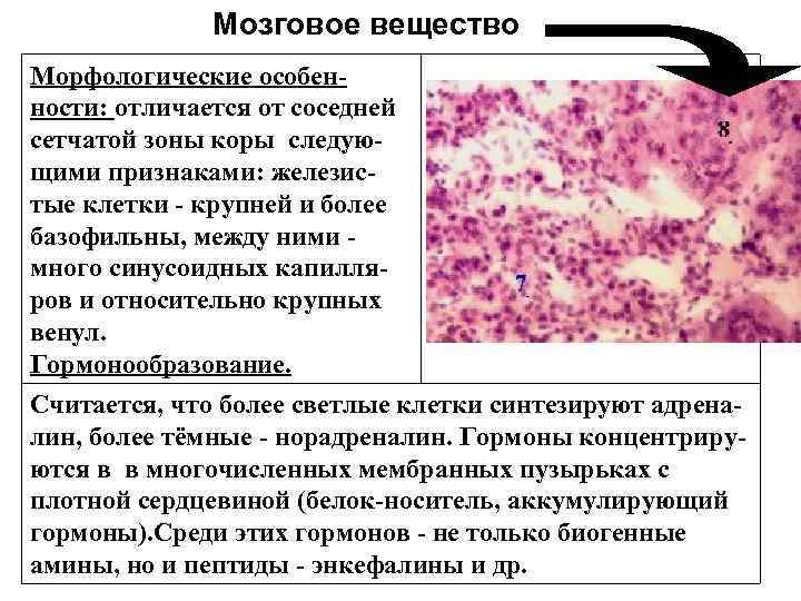 Мозговое вещество Морфологические особенности: отличается от соседней сетчатой зоны коры следующими признаками: железистые клетки