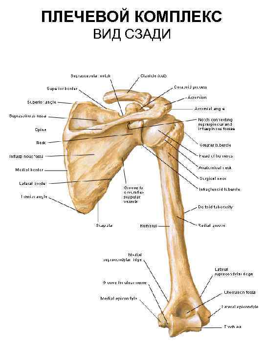 ПЛЕЧЕВОЙ КОМПЛЕКС ВИД СЗАДИ 