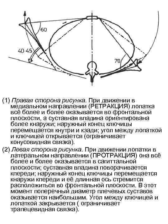 Тыльная сторона рисунка