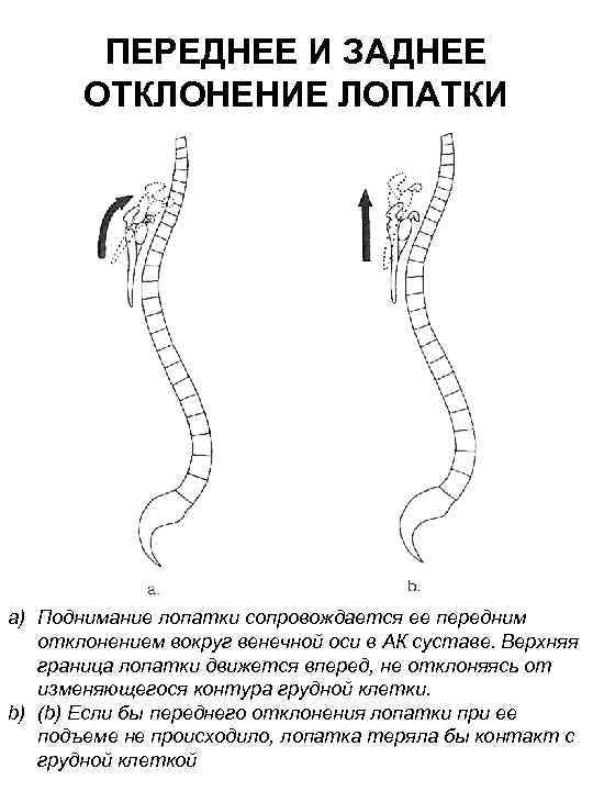 ПЕРЕДНЕЕ И ЗАДНЕЕ ОТКЛОНЕНИЕ ЛОПАТКИ a) Поднимание лопатки сопровождается ее передним отклонением вокруг венечной