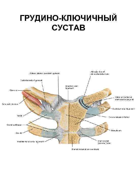 ГРУДИНО-КЛЮЧИЧНЫЙ СУСТАВ 