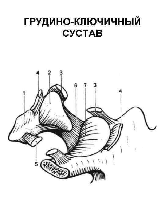 ГРУДИНО-КЛЮЧИЧНЫЙ СУСТАВ 