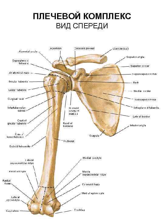 ПЛЕЧЕВОЙ КОМПЛЕКС ВИД СПЕРЕДИ 
