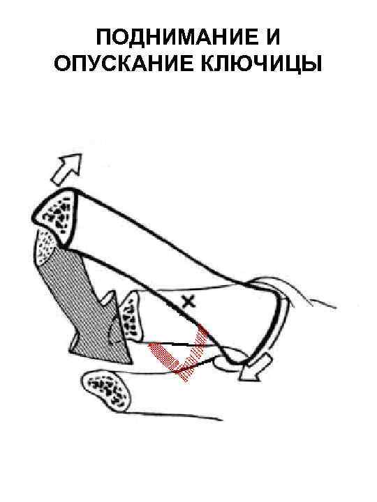 ПОДНИМАНИЕ И ОПУСКАНИЕ КЛЮЧИЦЫ 