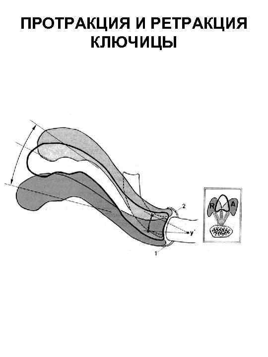 ПРОТРАКЦИЯ И РЕТРАКЦИЯ КЛЮЧИЦЫ 