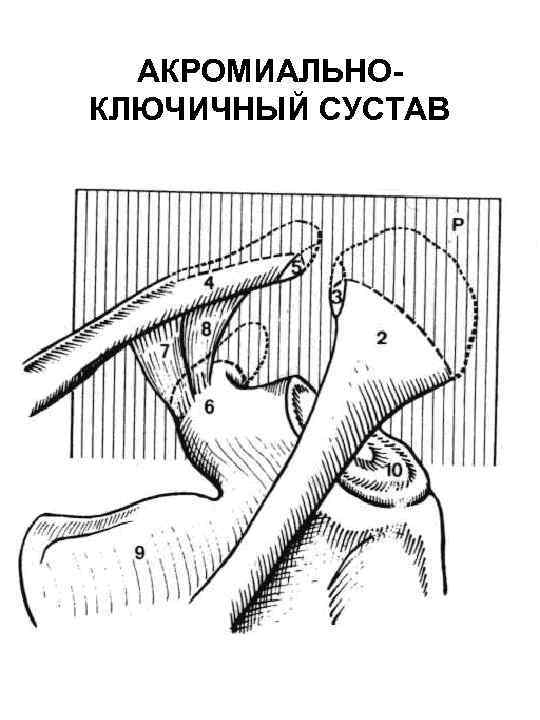 АКРОМИАЛЬНОКЛЮЧИЧНЫЙ СУСТАВ 