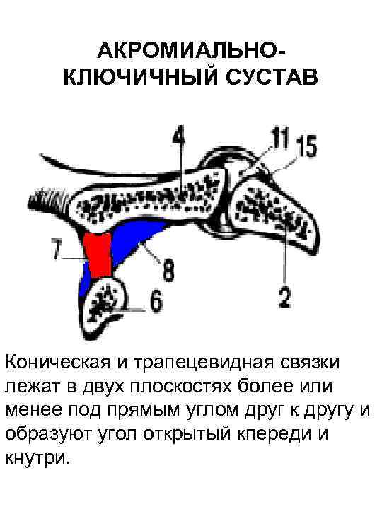 Ключично акромиальный сустав. Ключично акромиальный сустав форма. Акромиально-ключичный сустав анатомия. Строение акромиально-ключичного сустава. Акромиально ключичный сустав по форме относится.