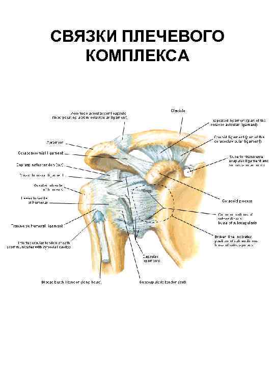 Плечевой сустав связки. Связки плечевого сустава. Связки плечевого пояса анатомия. Плечевой сустав вид сзади. Плече-лопаточные связки.