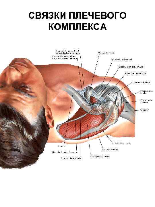 СВЯЗКИ ПЛЕЧЕВОГО КОМПЛЕКСА 