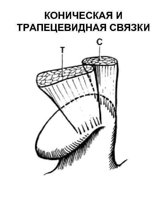 КОНИЧЕСКАЯ И ТРАПЕЦЕВИДНАЯ СВЯЗКИ 