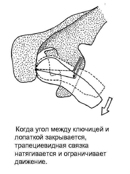 Когда угол между ключицей и лопаткой закрывается, трапециевидная связка натягивается и ограничивает движение. 