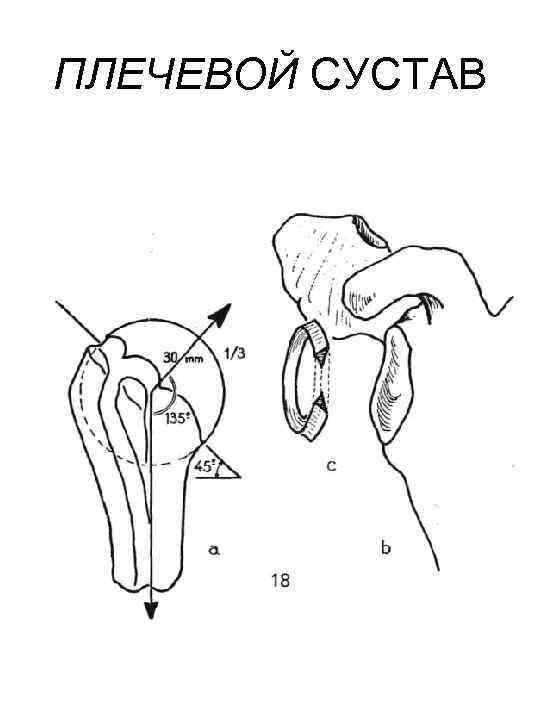 ПЛЕЧЕВОЙ СУСТАВ 