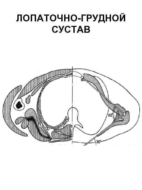ЛОПАТОЧНО-ГРУДНОЙ СУСТАВ 