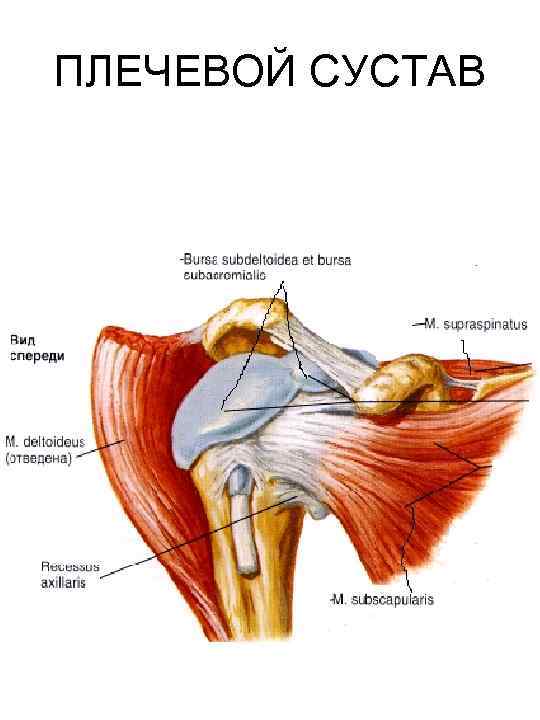ПЛЕЧЕВОЙ СУСТАВ 