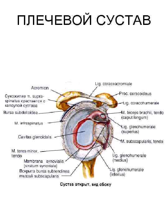 ПЛЕЧЕВОЙ СУСТАВ 