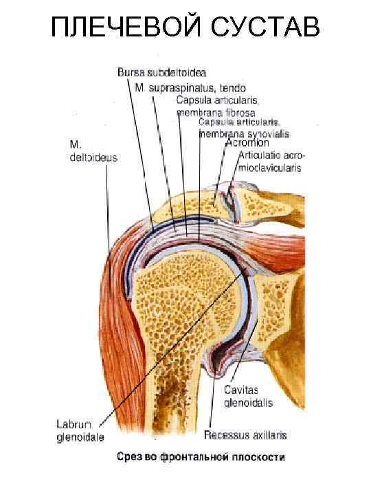 ПЛЕЧЕВОЙ СУСТАВ 