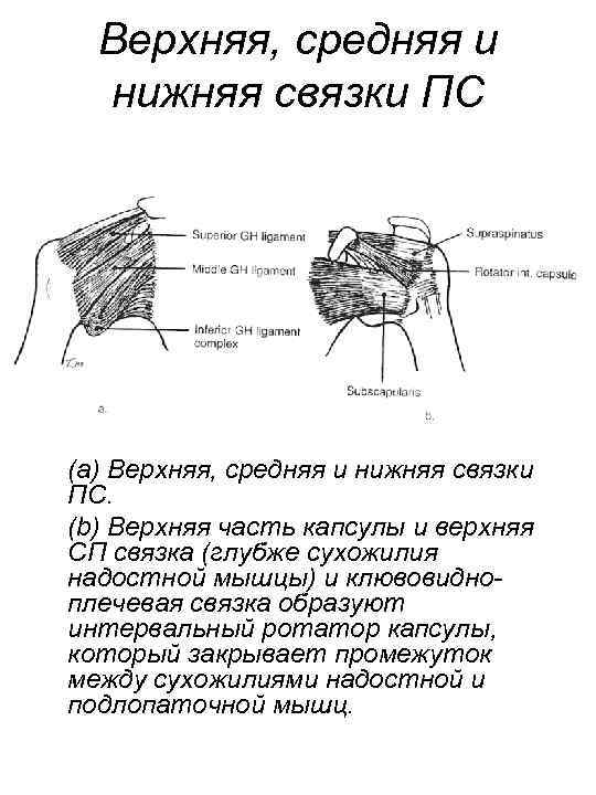 Верхняя, средняя и нижняя связки ПС (a) Верхняя, средняя и нижняя связки ПС. (b)