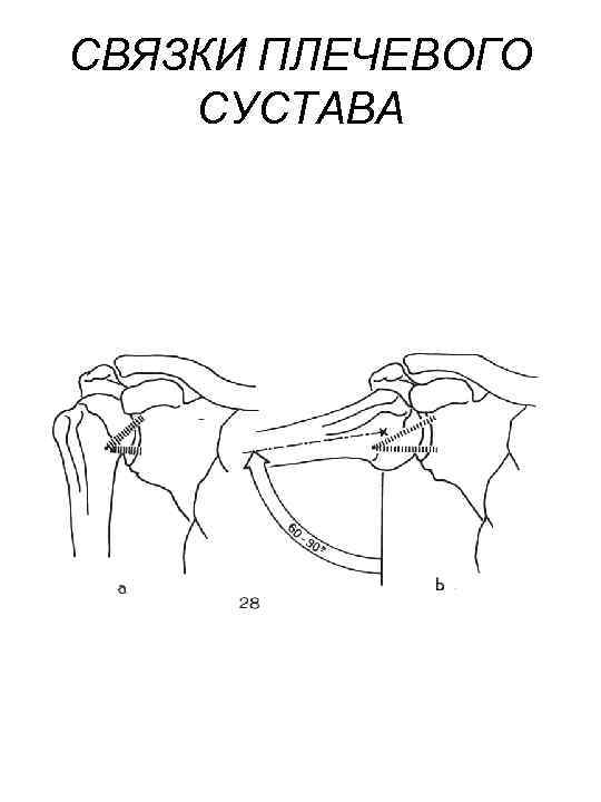 СВЯЗКИ ПЛЕЧЕВОГО СУСТАВА 