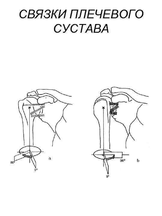 СВЯЗКИ ПЛЕЧЕВОГО СУСТАВА 