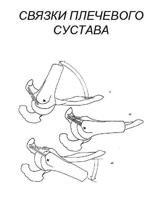 СВЯЗКИ ПЛЕЧЕВОГО СУСТАВА 