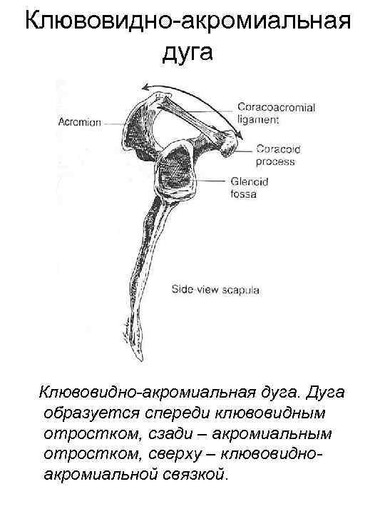Клювовидно-акромиальная дуга. Дуга образуется спереди клювовидным отростком, сзади – акромиальным отростком, сверху – клювовидноакромиальной