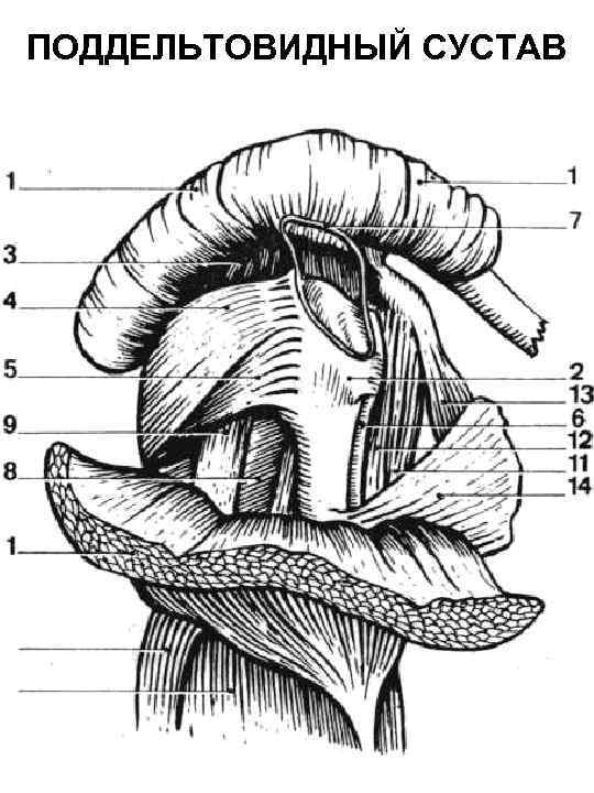 ПОДДЕЛЬТОВИДНЫЙ СУСТАВ 