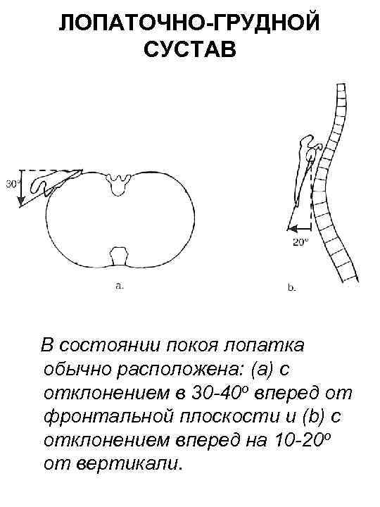 ЛОПАТОЧНО-ГРУДНОЙ СУСТАВ В состоянии покоя лопатка обычно расположена: (a) с отклонением в 30 -40