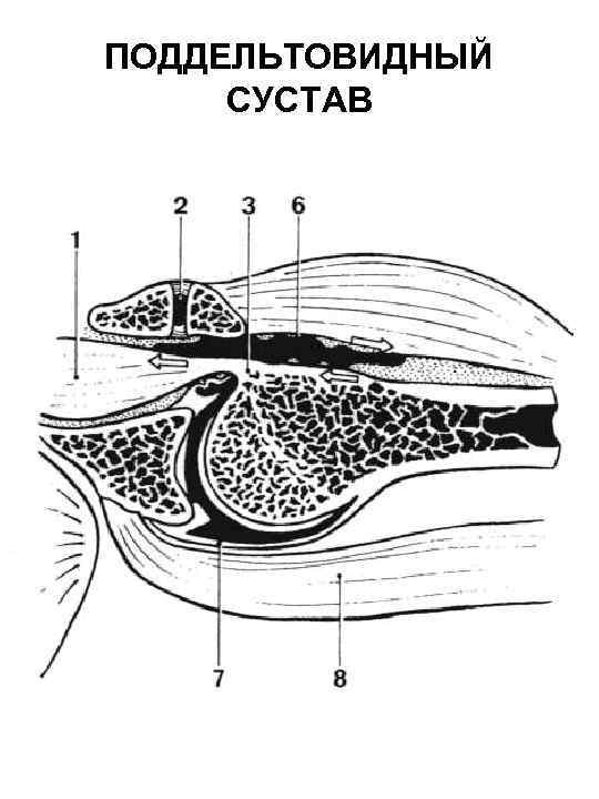 ПОДДЕЛЬТОВИДНЫЙ СУСТАВ 
