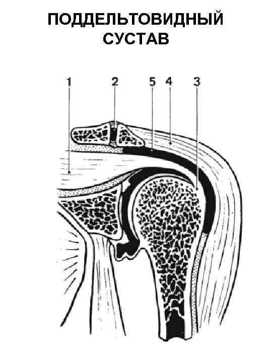 ПОДДЕЛЬТОВИДНЫЙ СУСТАВ 