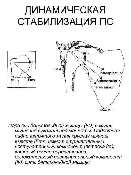 Дельтовидная область схема