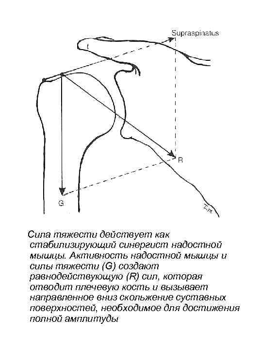 Сила тяжести действует как стабилизирующий синергист надостной мышцы. Активность надостной мышцы и силы тяжести