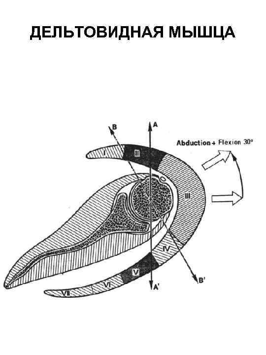 ДЕЛЬТОВИДНАЯ МЫШЦА 