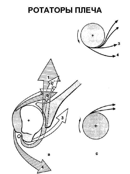 РОТАТОРЫ ПЛЕЧА 