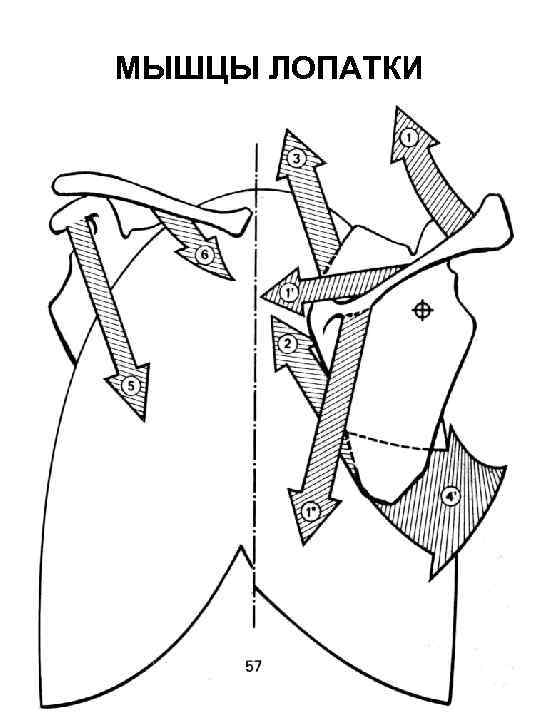 МЫШЦЫ ЛОПАТКИ 