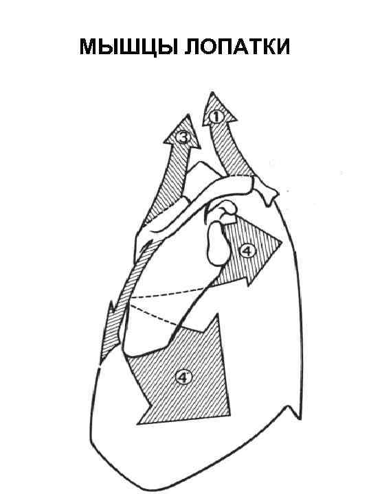 МЫШЦЫ ЛОПАТКИ 