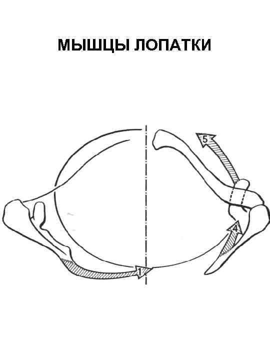 МЫШЦЫ ЛОПАТКИ 