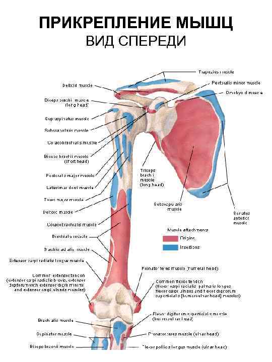 ПРИКРЕПЛЕНИЕ МЫШЦ ВИД СПЕРЕДИ 