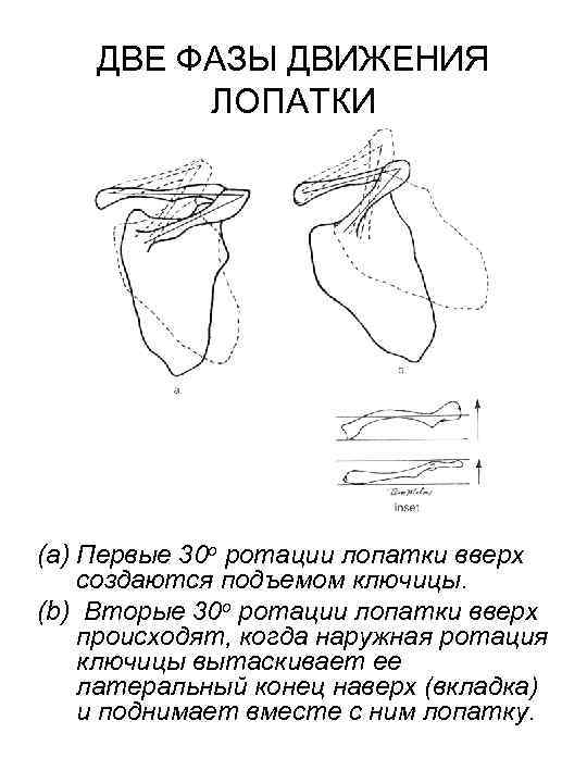 Дистоция плечиков тест