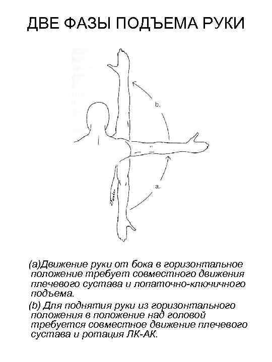 ДВЕ ФАЗЫ ПОДЪЕМА РУКИ (а)Движение руки от бока в горизонтальное положение требует совместного движения