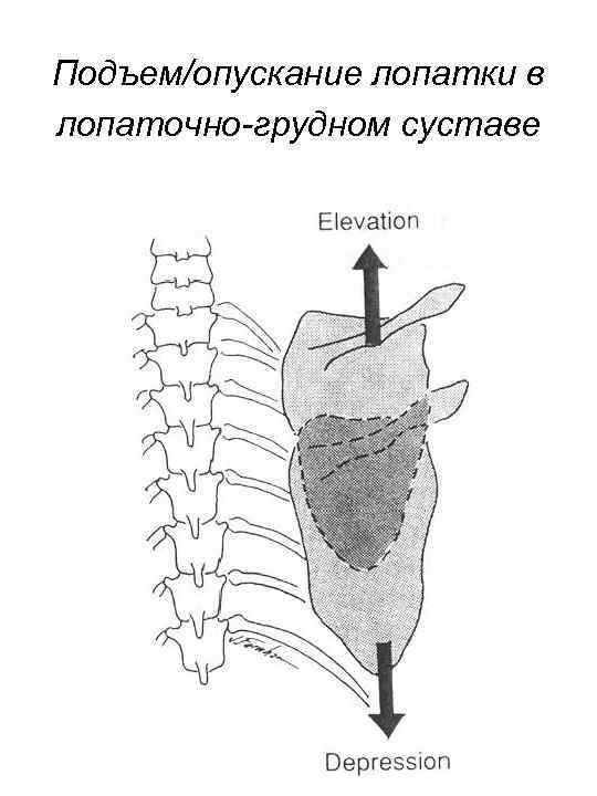 Подъем/опускание лопатки в лопаточно-грудном суставе 